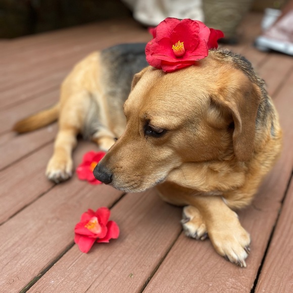 Meet your Posher, Wanda - Picture 7 of 16